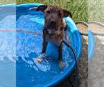 Small #10 Chinese Shar-Pei Mix