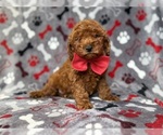 Small #6 Goldendoodle (Miniature)