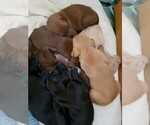 Small Photo #4 Goldendoodle-Vizsla Mix Puppy For Sale in MOUNT VERNON, WA, USA