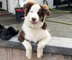 Small #25 Border-Aussie