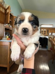 Medium Australian Shepherd