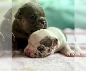 French Bulldog Litter for sale in GEORGETOWN, KY, USA