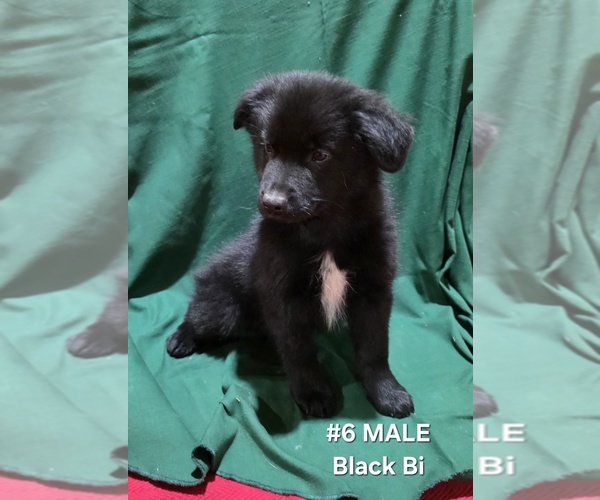 Medium Photo #4 Australian Shepherd Puppy For Sale in CLARKSVILLE, TX, USA