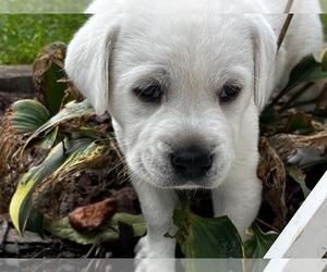 Labrador Retriever Puppy for Sale in GREENVILLE, North Carolina USA