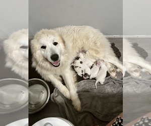 Mother of the Great Pyrenees puppies born on 02/25/2023