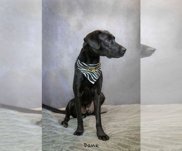 Medium Photo #1 Great Dane-Labrador Retriever Mix Puppy For Sale in Hot Springs Village, AR, USA