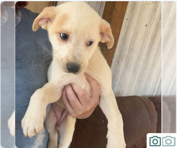 Medium Photo #4 Mutt Puppy For Sale in Canton, CT, USA