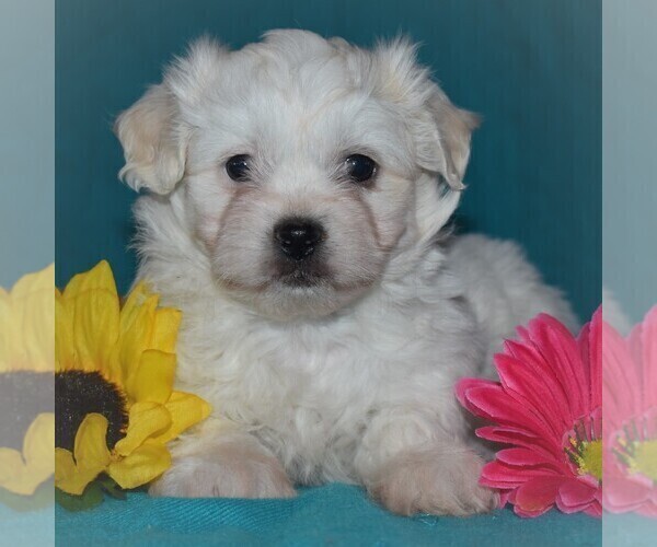 Medium Photo #2 Zuchon Puppy For Sale in GORDONVILLE, PA, USA