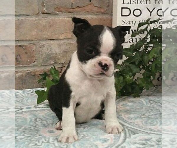 Medium Photo #2 Boston Terrier Puppy For Sale in HOT SPRINGS, SD, USA