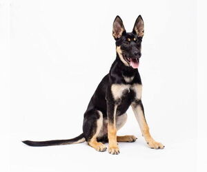 German Shepherd Dog-Siberian Husky Mix Dogs for adoption in Imlay City, MI, USA