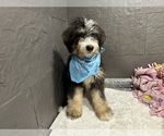 Small #2 Bernedoodle