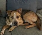 Small #24 American Staffordshire Terrier Mix
