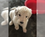 Small Photo #30 Goldendoodle Puppy For Sale in N HIGHLANDS, CA, USA
