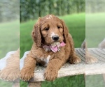 Small Photo #8 Irish Doodle Puppy For Sale in WOOSTER, OH, USA