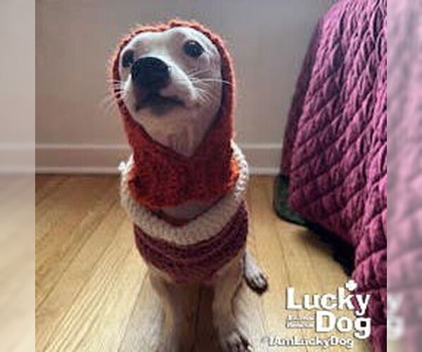 Medium Photo #5 Chihuahua-Unknown Mix Puppy For Sale in Washington, DC, USA