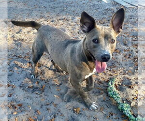 American Pit Bull Terrier-Unknown Mix Dogs for adoption in Holly Springs, NC, USA