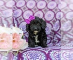Small Photo #3 -Poodle (Miniature) Mix Puppy For Sale in LANCASTER, PA, USA