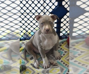 American Pit Bull Terrier Puppy for sale in DELTONA, FL, USA