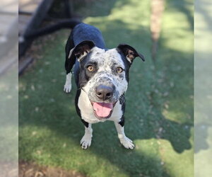 Mutt Dogs for adoption in Fremont, CA, USA