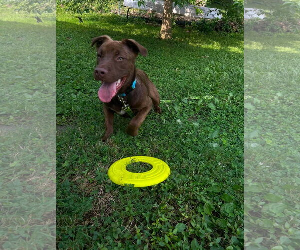 Medium Photo #3 Labrador Retriever-Unknown Mix Puppy For Sale in Germantown, OH, USA