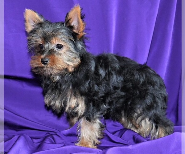Medium Photo #4 Yorkshire Terrier Puppy For Sale in ROCK VALLEY, IA, USA