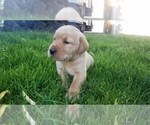 Small Photo #1 Labrador Retriever Puppy For Sale in YAKIMA, WA, USA