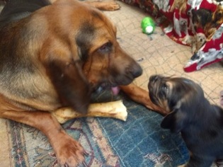 Bloodhound Puppy for sale in RALEIGH, NC, USA