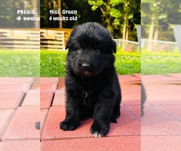Medium Photo #1 German Shepherd Dog Puppy For Sale in GADSDEN, AL, USA