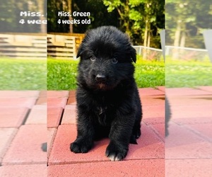 Medium German Shepherd Dog