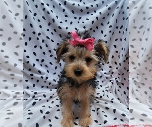 Yorkshire Terrier Puppy for sale in INDIANAPOLIS, IN, USA