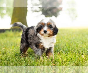 Miniature Bernedoodle Puppy for sale in SHIPSHEWANA, IN, USA