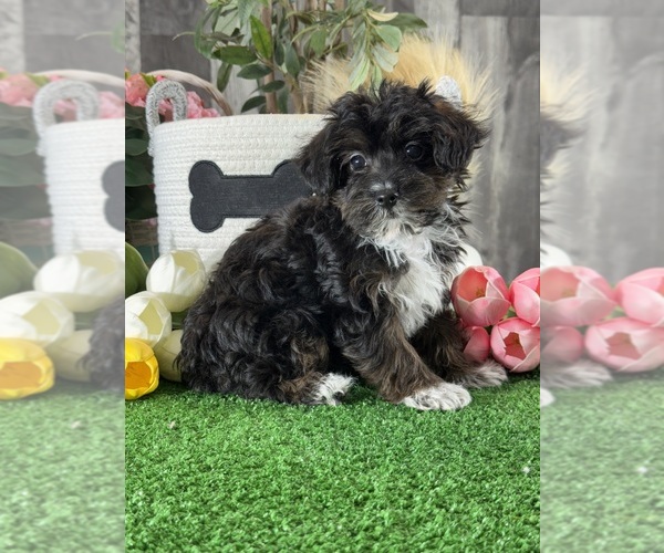 Medium Photo #5 YorkiePoo Puppy For Sale in CANOGA, NY, USA