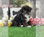 Small #4 YorkiePoo