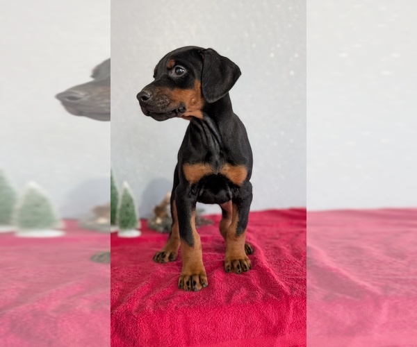 Medium Photo #43 Doberman Pinscher Puppy For Sale in GOSHEN, IN, USA