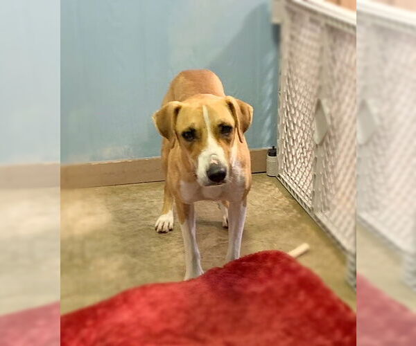 Medium Photo #12 Mutt Puppy For Sale in San Leon, TX, USA