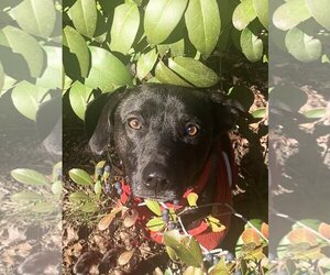 Labrador Retriever-Unknown Mix Dogs for adoption in Santa Clarita, CA, USA