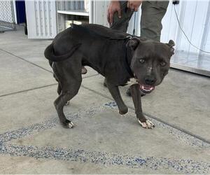 American Pit Bull Terrier Dogs for adoption in Bakersfield, CA, USA