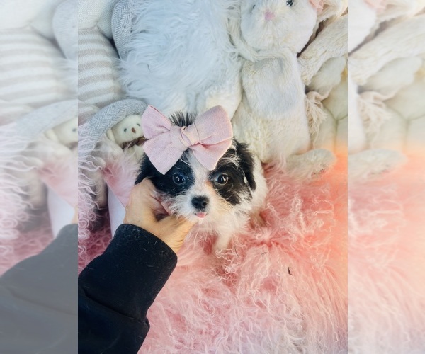 Medium Photo #3 Morkie Puppy For Sale in TAMPA, FL, USA