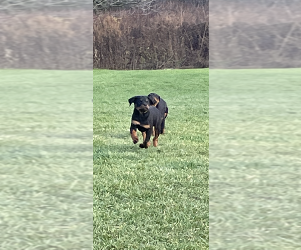 Full screen Photo #4 Rottweiler Puppy For Sale in ELLENVILLE, NY, USA