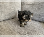 Small Photo #7 Morkie Puppy For Sale in ATL, GA, USA