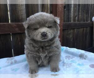 Chow Chow Puppy for Sale in VALLEJO, California USA