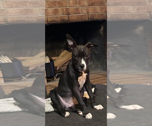 Medium Photo #3 American Pit Bull Terrier-Labrador Retriever Mix Puppy For Sale in OKLAHOMA CITY, OK, USA