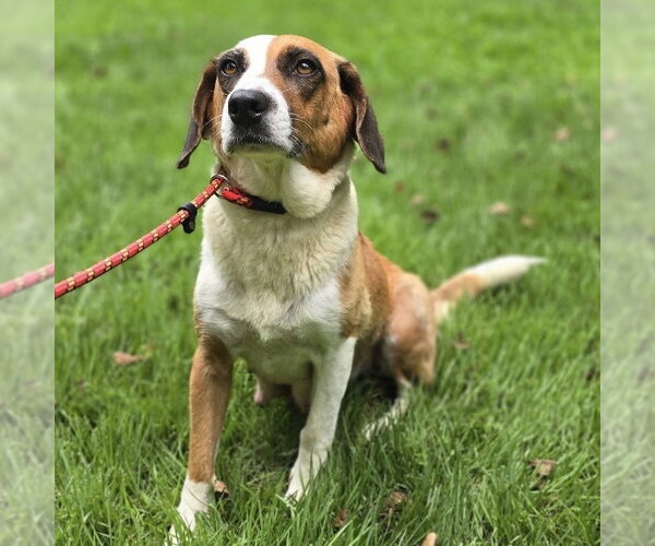 Medium Photo #4 Beagle Puppy For Sale in Yardley, PA, USA