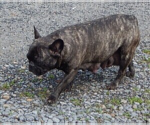 Mother of the French Bullhuahua puppies born on 05/15/2025