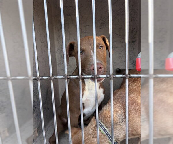 Medium Photo #1 American Pit Bull Terrier-Labrador Retriever Mix Puppy For Sale in Oklahoma City, OK, USA