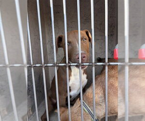American Pit Bull Terrier-Labrador Retriever Mix Dogs for adoption in Oklahoma City, OK, USA