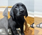 Small #6 Labrador Retriever