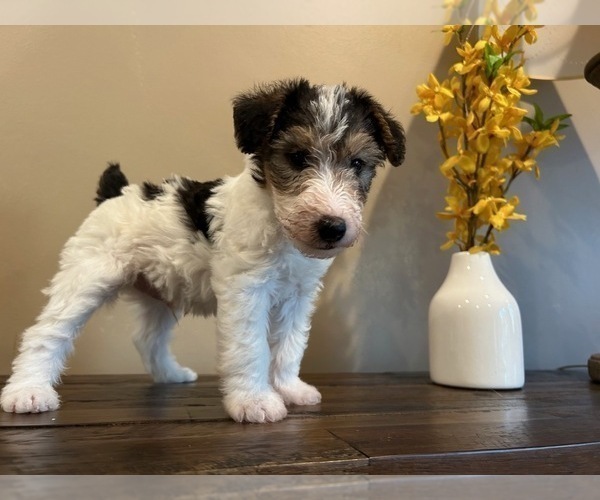 Medium Photo #8 Wire Fox Terrier Puppy For Sale in FEASTERVILLE, PA, USA