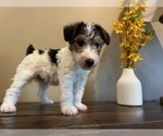 Small #7 Wire Fox Terrier