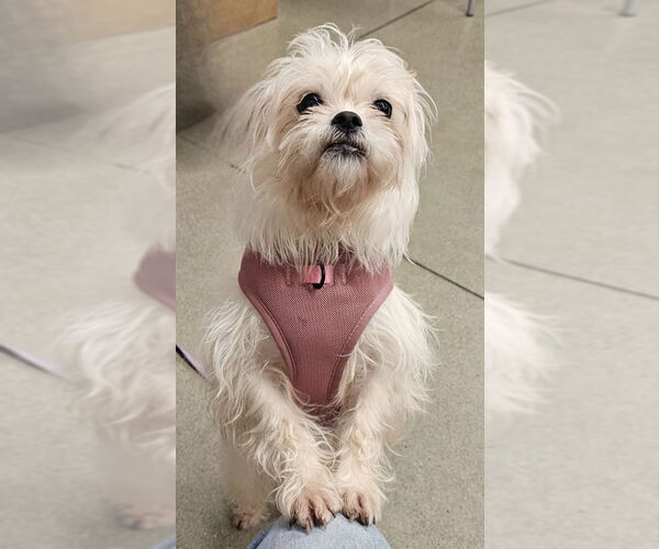 Medium Photo #1 ShiChi Puppy For Sale in Olalla, WA, USA